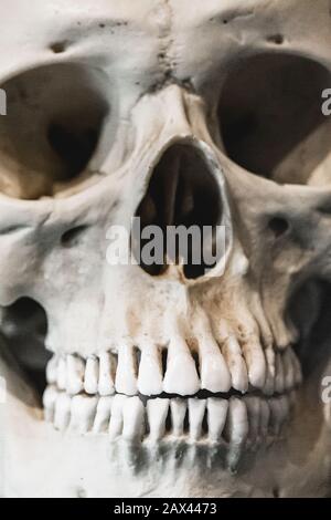 Extreme closeup front view shot of a human skull with complete set of teeth displayed in a  museum Stock Photo