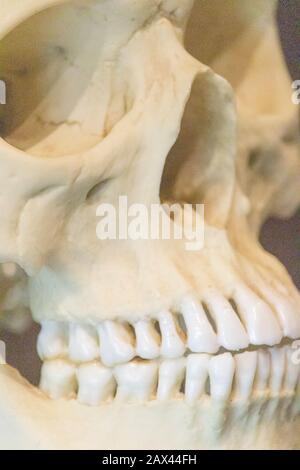 Extreme closeup shot of a human skull with complete set of teeth displayed in a  museum Stock Photo