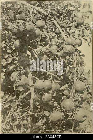 Gleanings in bee culture . Mr. Cinvestigate Hanson Bocock, the expert on bee diseases sent to this country by the British Government tothe new disappearing disease found in this country. See editorial, page 839. 852 GLEANINGS IN BEE CULTURE. Winesap apple-tree. This i.s in the orchard shown on tV.e cover for GLEANINGS for April 15, 1916.Sales of apples in one year were over $8000 in value, the trees covering some 25 acres in extent. SEPTEMBER 15, 1916 THE DANGER-POINT IN HEATING HONEY BY GEORGE SHIBER On page 98, Feb. J, Mr. Doolittle saysthat gTanulated clover and basswood honeywill be as cle Stock Photo