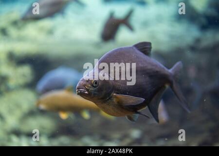 abramis brama underwater, Bream swimming underwater Stock Photo