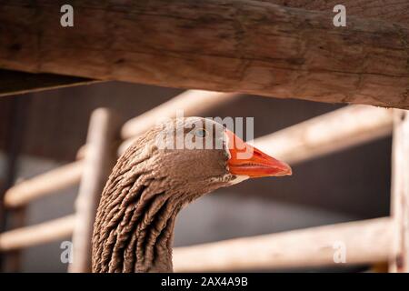 Anser anser close up macro photography, grey goose close-up Image Stock Photo