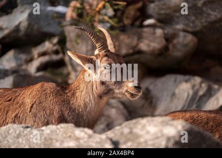 Capra ibex close up photography, capricorn on rocky background Stock Photo