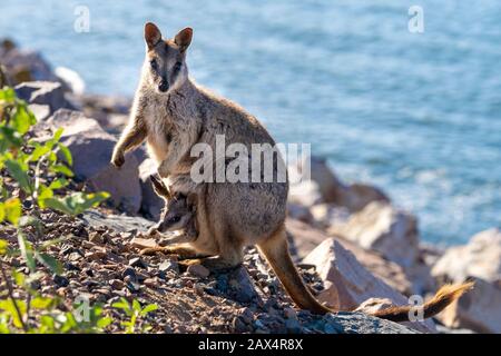 Allied rock-wallaby (Petrogale assimilis) with joey in pouch Stock Photo