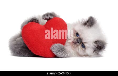 Little persian blue colourpoint kitten playing with a red heart plush toy, isolated on white background Stock Photo