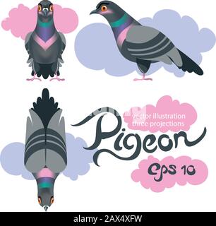 Pigeon bird three projections. and clouds. vector illustration. Stock Vector