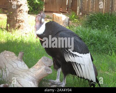 An Andean Condor At The Okc Zoo 18 December 05a According To Exif Data Transferred From En Pedia To Commons By Innotata Using Commonshelper Mitternacht90 At English Pedia Stock Photo Alamy