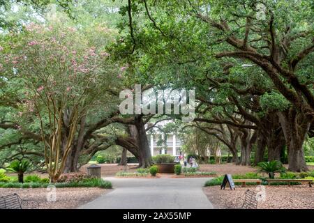 A view of the Oak Alley Plantation in Louisiana Stock Photo
