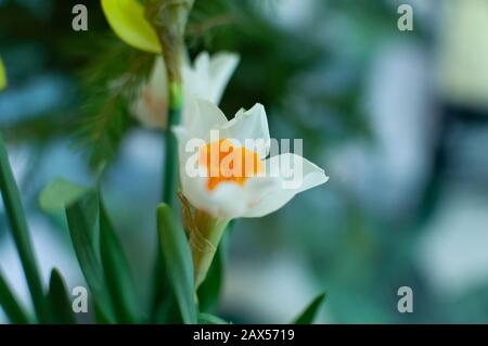 bunch of Narcissus. white corolla with a central orange corona Stock Photo