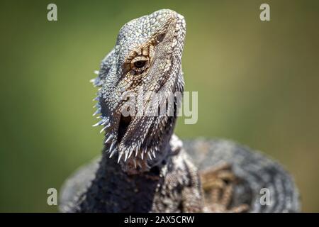 Close up headshot of Eastern bearded dragon (Pogona barbata) Stock Photo