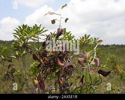 English Padang Scrub At Bako National Park With Nepenthes Rafflesiana And N Gracilis Climbing On Shrub Plant In Foreground 4 March 2006 Original Upload Date Transferred From En Wikipedia To Commons Mgiganteus1 At English Wikipedia Stock
