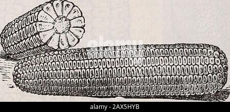 Schwill's annual descriptive catalogue : high class seeds, trees and plants . ARIETIES. Hickory King—100 days. The cob is so small and thegrain is so large that when an ear is broken in halfone grain will cover the entire end of the cob. Nearlyall of the stalks bear two ears, and we consider It oneof the best white corns grown. It ripens in from 100to 110 days from time of planting. Price per pk., 75c;per ba., $2.00. Iowa Silver Aline—A heavy yielding, large white corn;matures in about 90 days. Pk., 50c; bu., 91.50. Clark County Champion—A fine early 90-day white corn;quite a favorite with our Stock Photo