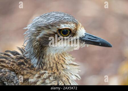 Headshot of Bush thick-knee (Burhinus grallarius) Stock Photo