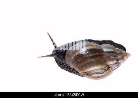 giant african snail isolated on white background. Stock Photo