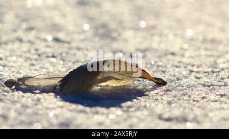 Dried leaf in Snow Stock Photo