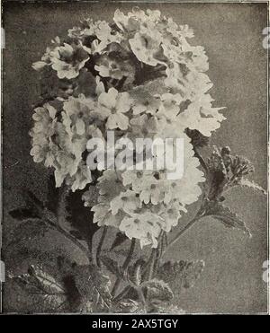 Currie's farm and garden annual : spring 1915 . ixed—% OZ. 15c 5 Golden Leaved—Its foliage is a beautiful yel-low color, and contrasts admirably with the various pleasing shades of the flowers 10 HYBRID A GIG ANTB A, New Giant FloweringVerbena—This is a distinctly new class ofGiant Flowering- Verbenas excelling in thesize and noble shape of the flower and therich display of colors and shades which cometrue from Seed, not varying as many valuable strains do 10 Helen YYillmott (Novelty)—For description, see page G 15 VERONICA (Speedwell) H. P.Spicata—Bright blue flowers on a long dense spike 10 Stock Photo