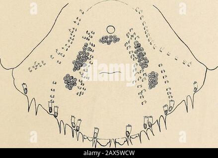 The genera of diaspinae of North America and the genus lepidosaphes . Stock Photo