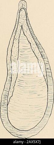 The genera of diaspinae of North America and the genus lepidosaphes . EXPLANATION OF PLATE IILepidosaphes gloverii Ventral view of female scale. Adult female. pygidium of adult female.. Stock Photo