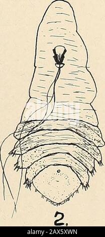 The genera of diaspinae of North America and the genus lepidosaphes . a. EXPLANATION OF PLATE IILepidosaphes gloverii Ventral view of female scale. Adult female. pygidium of adult female. Stock Photo