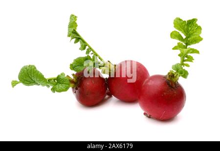 Small garden radish isolated on white background Stock Photo