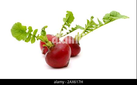Small garden radish isolated on white background Stock Photo