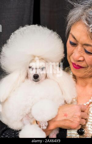 New York City, USA - February 10, 2020: Owner/handler holding toy poodle, The 144th Westminster Kennel Club Dog Show, Pier 94, New York City Stock Photo