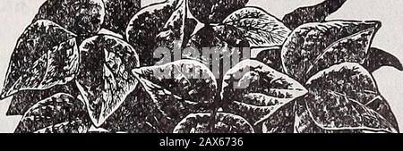 Schwill's annual descriptive catalogue : high class seeds, trees and plants . Schwill's annual descriptive catalogue : high class seeds, trees and plants .