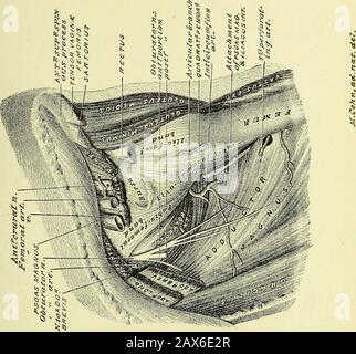 Practical human anatomy [electronic resource] : a working-guide for students of medicine and a ready-reference for surgeons and physicians . PLATE 66. TENTH DISSECTION. ANTERIOR OF LEG AND DORSUM OF FOOT. Dissection.—For this dissection the two limbs should be supported at theankles on blocks; tie the great toes together, so as to expose the outer antero-lateral area of the leg and foot. Terms of Relation.—The terms applicable to both regionsare : the general, inferior ; the special, proximal and distal(toward and from the trunk). Those for theleg are: anterior, posterior, outer, and innersurf Stock Photo