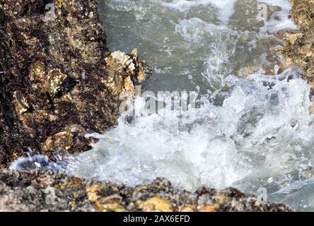 Waves and oysters on the rocky beach, Galveston, Texas Stock Photo