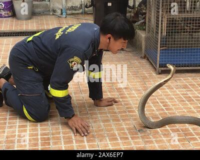 Bangkok, Thailand. 03rd Feb, 2020. Pinyo Pukpinyo, snake hunter at the fire department. Here he looks a cobra in the eye. In the Thai capital, the fire brigade is called more often for snakes than for extinguishing fires. (to dpa 'The Snake Hunter of Bangkok') Credit: Caroline Bock/dpa/Alamy Live News Stock Photo
