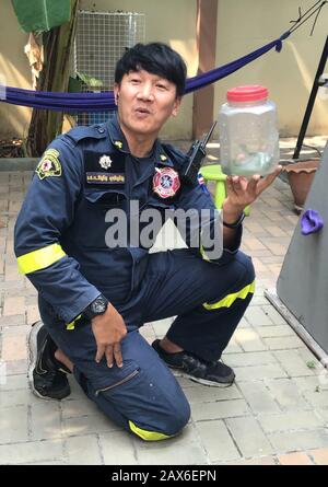Bangkok, Thailand. 03rd Feb, 2020. Pinyo Pukpinyo, snake hunter at the fire department, has captured a viper in a backyard. In the Thai capital, the fire brigade is called more often for snakes than for extinguishing fires. (to dpa 'The Snake Hunter of Bangkok') Credit: Caroline Bock/dpa/Alamy Live News Stock Photo