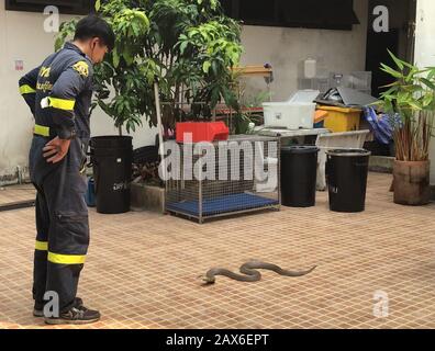 Bangkok, Thailand. 03rd Feb, 2020. Pinyo Pukpinyo, snake hunter at the fire department. On his watch he demonstrates what to observe when dealing with a cobra. In the Thai capital, the fire brigade is called more often for snakes than for extinguishing fires. (to dpa 'The Snake Hunter of Bangkok') Credit: Caroline Bock/dpa/Alamy Live News Stock Photo