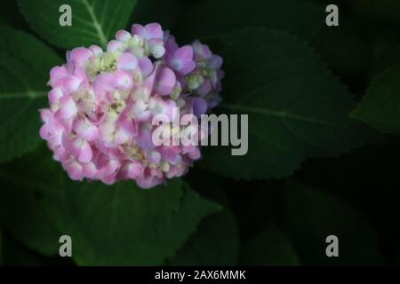hydrangea flower bush. hydrangea macrophylla is a species of flowering plant in the family Hydrangeaceae, native to Japan. blur flower top view and co Stock Photo