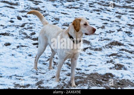 Cute golden retriever walking on a snowy area during daytime Stock Photo
