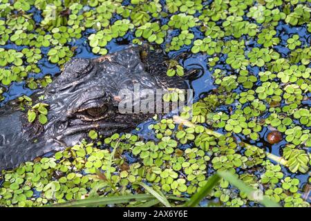 Closeup of Alligator on the Surface of Bayou Coquille in the Barataria Preserve of Jean Lafitte National Park in Lafitte, Louisiana Stock Photo