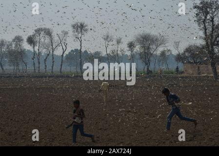 A large number of desert locusts, herbivores that resemble grasshoppers attacked on crops of Chak-No 35/2R area near district Okara. Desert locusts in particular can swarm into groups of between 40 and 80 million creatures, devastating crops intended for human consumption. Capable of eating their own weight each day, a swarm as large as the one mentioned above, could devour more than 190 million kilos of plants on a daily basis.The swarms of desert locusts have reached central parts of Punjab from its southern areas while authorities are betting on experts' opinion that these insects are here Stock Photo