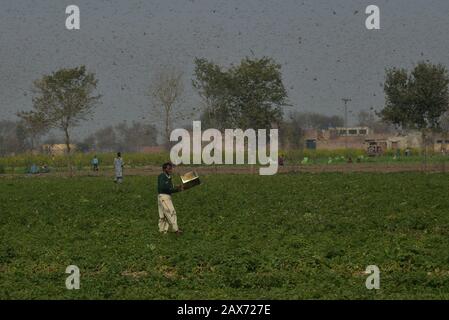 A large number of desert locusts, herbivores that resemble grasshoppers attacked on crops of Chak-No 35/2R area near district Okara. Desert locusts in particular can swarm into groups of between 40 and 80 million creatures, devastating crops intended for human consumption. Capable of eating their own weight each day, a swarm as large as the one mentioned above, could devour more than 190 million kilos of plants on a daily basis.The swarms of desert locusts have reached central parts of Punjab from its southern areas while authorities are betting on experts' opinion that these insects are here Stock Photo