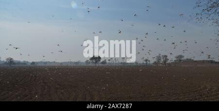 A large number of desert locusts, herbivores that resemble grasshoppers attacked on crops of Chak-No 35/2R area near district Okara. Desert locusts in particular can swarm into groups of between 40 and 80 million creatures, devastating crops intended for human consumption. Capable of eating their own weight each day, a swarm as large as the one mentioned above, could devour more than 190 million kilos of plants on a daily basis.The swarms of desert locusts have reached central parts of Punjab from its southern areas while authorities are betting on experts' opinion that these insects are here Stock Photo