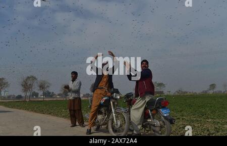 A large number of desert locusts, herbivores that resemble grasshoppers attacked on crops of Chak-No 35/2R area near district Okara. Desert locusts in particular can swarm into groups of between 40 and 80 million creatures, devastating crops intended for human consumption. Capable of eating their own weight each day, a swarm as large as the one mentioned above, could devour more than 190 million kilos of plants on a daily basis.The swarms of desert locusts have reached central parts of Punjab from its southern areas while authorities are betting on experts' opinion that these insects are here Stock Photo