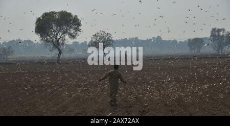 A large number of desert locusts, herbivores that resemble grasshoppers attacked on crops of Chak-No 35/2R area near district Okara. Desert locusts in particular can swarm into groups of between 40 and 80 million creatures, devastating crops intended for human consumption. Capable of eating their own weight each day, a swarm as large as the one mentioned above, could devour more than 190 million kilos of plants on a daily basis.The swarms of desert locusts have reached central parts of Punjab from its southern areas while authorities are betting on experts' opinion that these insects are here Stock Photo