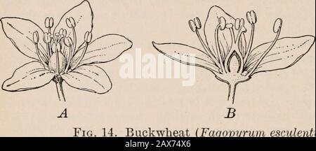 Bergen's botany, key and floraNorthern and central states ed . or nearly white. Stamens 8; style 3-parted more than halfits length. Akene 3-angled, snu)oth and shining. In swamps andwet places, especially S. 72 KEY AND FLORA 6. P. dumetorum L. False Buckwheat. Perennial. Stems slen-der, twining, branched, 2-10 ft. long. Leaves ovate, taper-pointed,heart-shaped to halberd-shaped at the base, long-petioled. Stipulescylindrical, truncate. Flowers in axillary, more or less compound andleafy racemes. Calyx greenish-white, the outer lobes winged and form-ing a margin on the pedicel. Stamens 8. Stigm Stock Photo