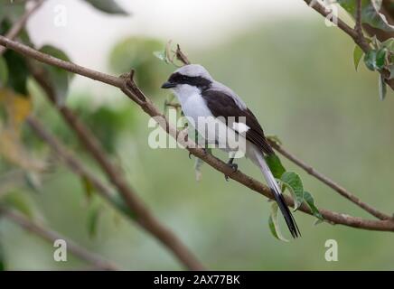 Grey Backed Fiscal Shrike seen at Masai Mara, Kenya, Africa Stock Photo