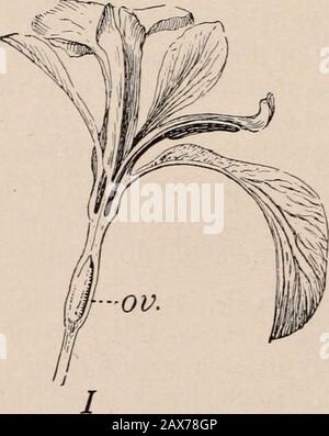 Bergen's botany, key and floraNorthern and central states ed . Fig. 8. Iris I, flower. II, seed, longitudinal section. Ill, flower with outer segments ofperianth removed: stlg., stigma, ov., ovary. l(^/)) a Stock Photo