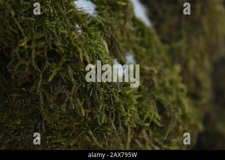 Texture of old tree bark covered with moss. Close up Stock Photo