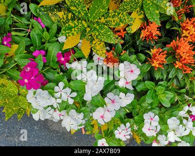 West Indian periwinkle, Bringht eye, Vinca, Cayenne jasmine, Old maid name pink, white, purple color flower in garden Stock Photo