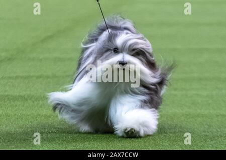 New York, USA. 10th Feb, 2020. 'Bono' the Havanese competes to win the Toy group category at the 144th Westminster Kennel Club Dog show in New York city's Madison Square Garden.  Bono's formal competition name is Oeste's In The Name Of Love.  Credit: Enrique Shore/Alamy Live News Stock Photo