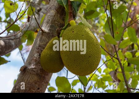 Pair of jackfruit (Artocarpus heterophyllus) hanging from tree on a farm in Indonesia. Stock Photo