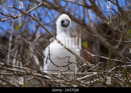 Red-footed booby (Sula sula) chick sitting in a nest. Stock Photo