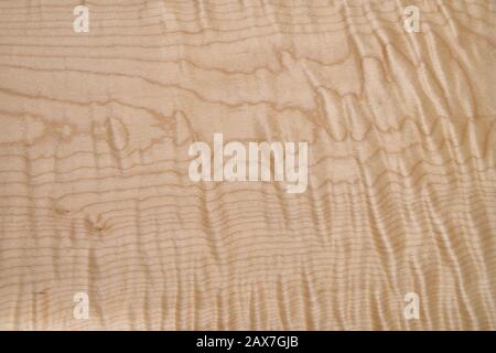 Sycamore maple texture. Sycamore maple veneer in workshop. Close-up Stock Photo