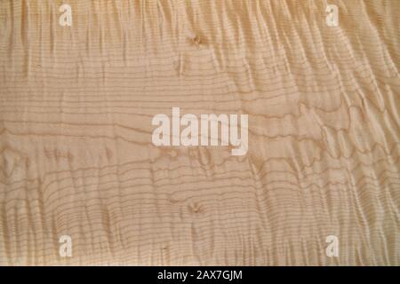 Sycamore maple texture. Sycamore maple veneer in workshop. Close-up Stock Photo
