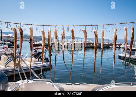 Fresh octopus tentacles drying on a wire in the sun in Molyvos harbor, Lesbos Island, Greece. Stock Photo